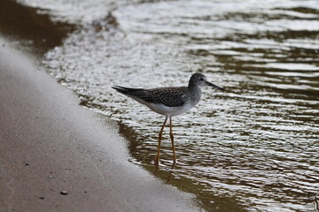 Sandpipers at Sunset