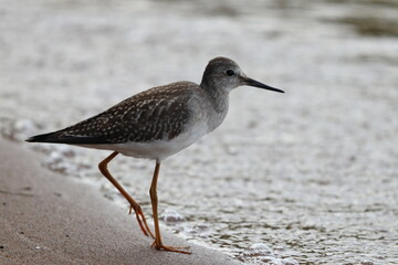 Sandpipers at Sunset
