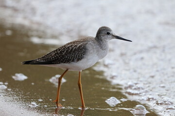 Sandpipers at Sunset