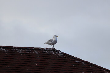 Lighthouse and Harbor in Grand Marais, MN 