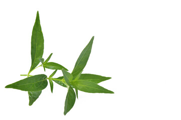 Andrographis paniculata herbal medicine on white background