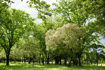 Big green tree in the park