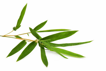 Bamboo leaves on white background