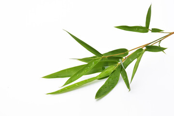 Bamboo leaves on white background
