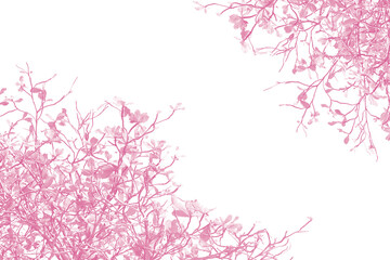Pink leaves isolated on white background