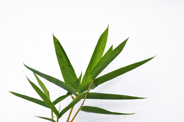Fototapeta na wymiar Bamboo leaves on white background