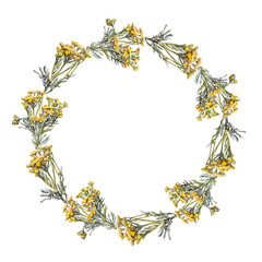 Watercolor circle frame border template for design. Wreath of yellow flower tansy isolated on white background. Hand-drawn summer aroma plant for health. Copy space. Clipart for wedding invitation