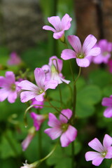 Fototapeta premium ムラサキカタバミ05