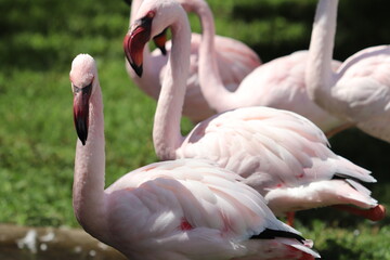 Flamingos