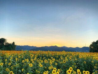 sunflower with sunset