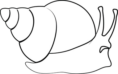 single line exotic pet snail