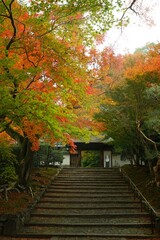 Fototapeta na wymiar Kyoto Anrakuji temple in autumn leaves season