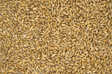 Barley seeds with the outer husk