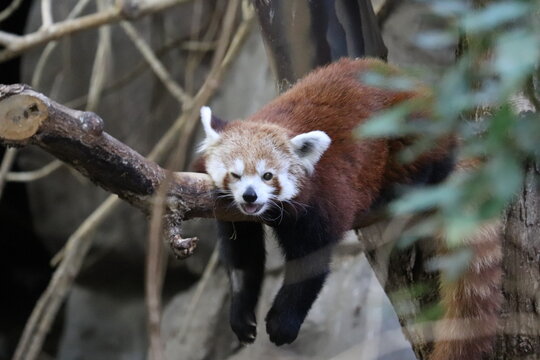 A Visit To The Minnesota Zoo In Apple Valley, MN 