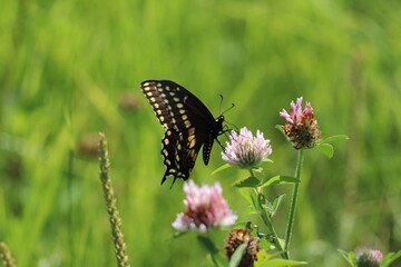 butterfly on a flower