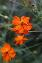 Bee on Orange Flower