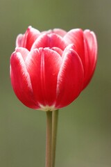 red tulip close up