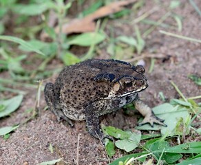 Common toad in the garden. Animal in nature concept.
