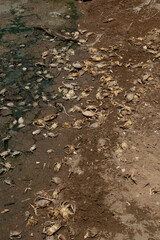 Soil cracked and arid due to contamination or pollution