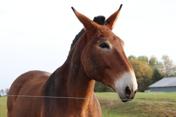 Brown horse portrait in southern Minnesota 