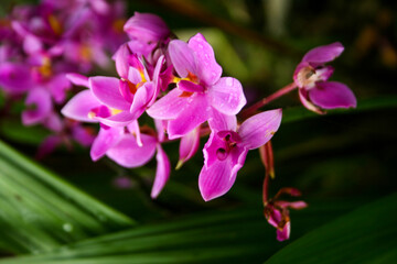  pink purple orchid flowers blooming in garden park Thailand