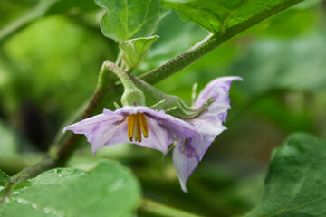 Purple eggplant flowers, organic vegetables of Thai gardeners