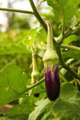 Purple eggplants, organic vegetables of Thai gardeners