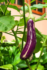 Purple eggplants, organic vegetables of Thai gardeners