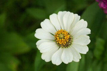 Obraz premium The white zinnias are blooming and the petals are beautiful in the garden