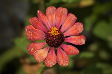 red flower with water drops