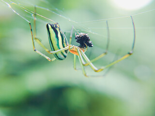 Green orange spider eating insect on the nest with natural light