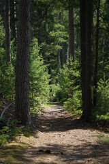 path in the forest