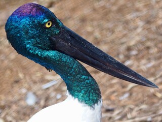 A closeup portrait of a magnificent majestic female Black-necked Stork in natural beauty.
