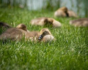 Family of geese