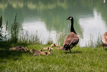 Family of geese