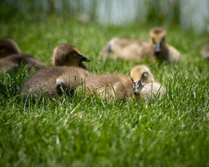 Family of geese