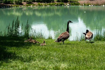 Family of geese