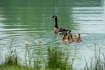 Family of geese