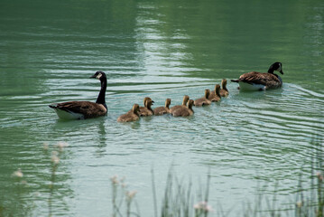 Family of geese