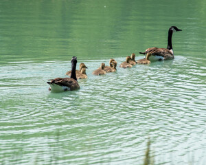 Family of geese