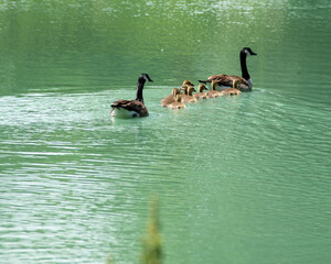 Family of geese