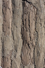 Raw File High Resolution Wood textures for background