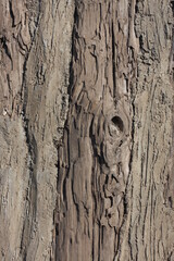 Raw File High Resolution Wood textures for background