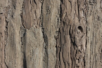 Raw File High Resolution Wood textures for background