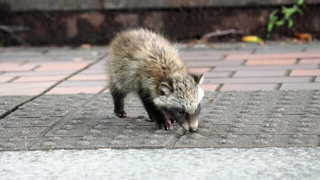 
Tokyo,Japan - June 9, 2022: A wild baby raccoon dog or tanuki observed in Tama City, Tokyo
