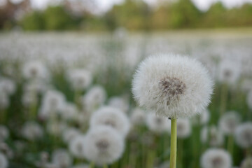 Wiese voller Pusteblumen