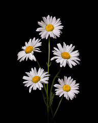 Bouquet of daisies on a black background. There are five daisies in the bouquet. 