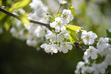 Twigs of cherry tree with white blossoming flowers in early spring