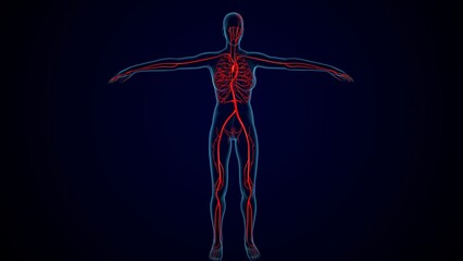 Obraz premium human skeleton nerves anatomy. 3d illustration