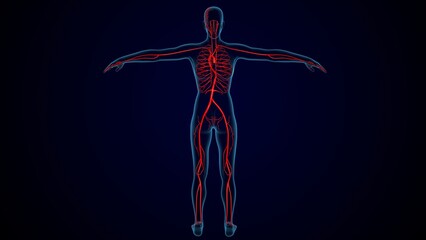 human nerves anatomy. 3d illustration